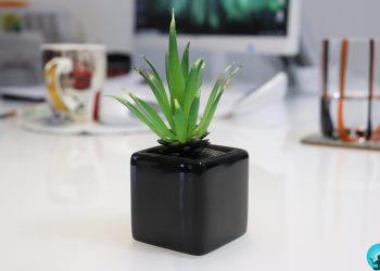 Best Indoor Plants for a Zen Workspace
