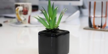 Best Indoor Plants for a Zen Workspace