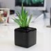 Best Indoor Plants for a Zen Workspace